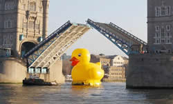 The duck negotiating Tower Bridge