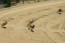 Industry reacts to NSW greyhound ban