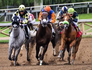 Horses