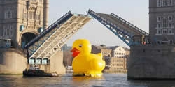 The duck negotiating Tower Bridge