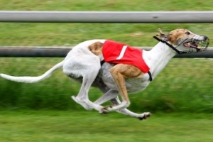 Greyhound
