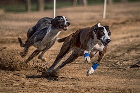 Greyhound racing