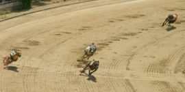 Industry reacts to NSW greyhound ban