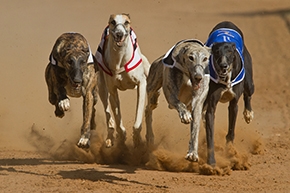 Greyhounds