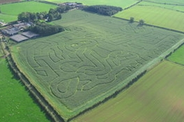 Maze