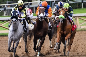 Horses