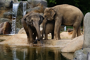 Al Ain Zoo work starts