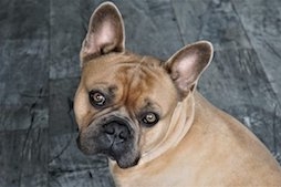 Dogs in FECs