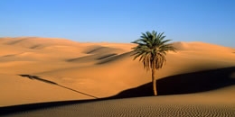 Sahara