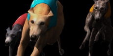 Betradar's virtual dog racing