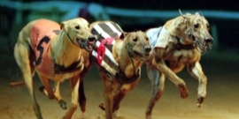 Crayford greyhounds