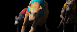 Betradar's virtual dog racing