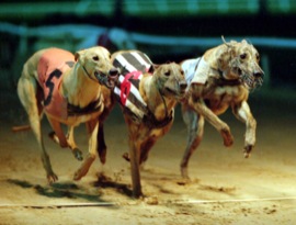 Crayford greyhounds